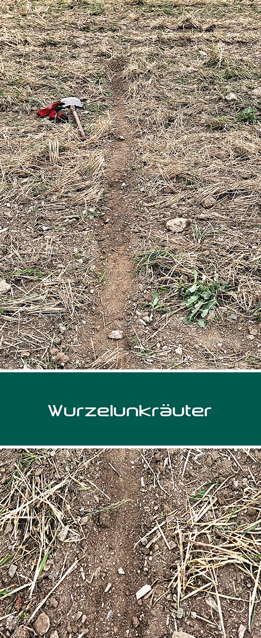 Sonnenblume innoMADE Messerwalze